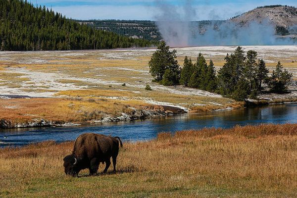 Sienda, Jolly 아티스트의 Yellowstone National Park-USA-Wyoming Buffalo and Old Faithful작품입니다.